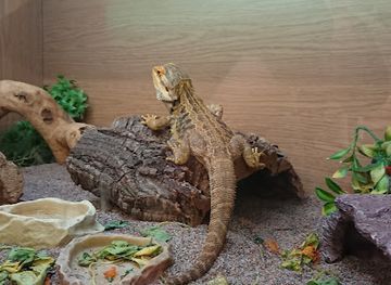 united-kingdom/nairnshire/attraction/scottish-exotic-animal-rescue