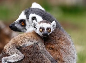 germany/erfurt/andreasvorstadt/attraction/thuringian-zoo-park-erfurt