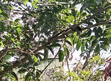uganda/western-region/attraction/turaco-trails