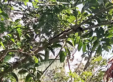 Turaco Trails