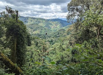 uganda/acholi/attraction/bwindi-impenetrable-forest-national-park