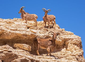 israel/negev/attraction/arava-antelope-ranch