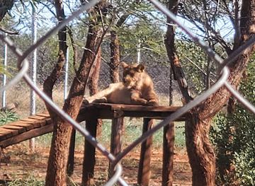 zimbabwe/bulawayo/attraction/tshabala-game-sanctuary