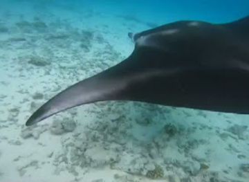 maldives/faafu-atoll/attraction/dhuvanhaa-mantha-cleaning-station