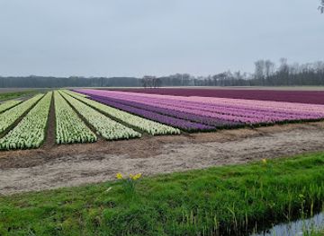 netherlands/keukenhof-gardens/attraction/bollenveld