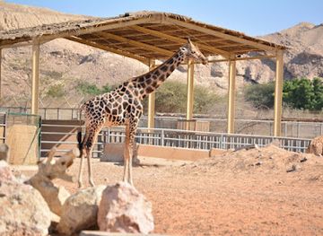 united-arab-emirates/al-ain/al-jahili/attraction/al-ain-zoo