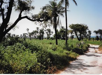 the-gambia/kanifing/attraction/monkey-forest