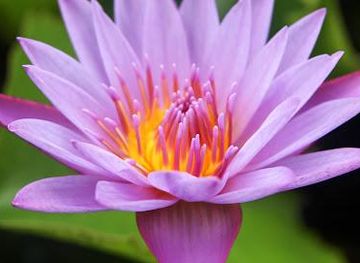 grenada/gouyave/attraction/palm-tree-gardens