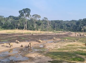 central-african-republic/dzanga-ndoki-national-park/attraction/dzanga-sangha-national-park