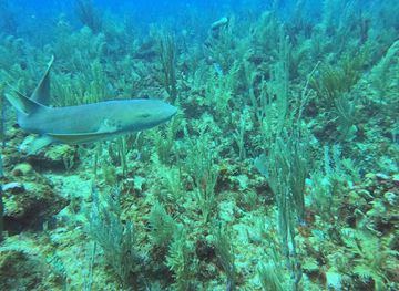 belize/ambergris-caye/attraction/sandy-point