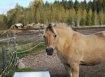 finland/south-karelia/attraction/vuonohevostalli-rajavaellus