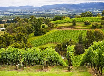 australia/yarra-valley/attraction/coldstream-hills-cellar-door