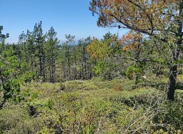 california/big-sur/attraction/huckleberry-hill