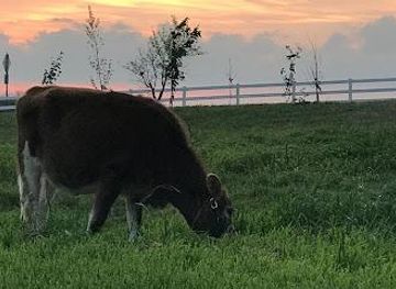 texas/austin/attraction/best-place-farms