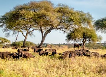 Gombe National Park