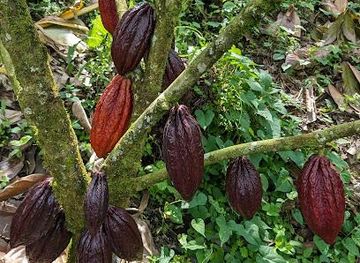 colombia/armenia/attraction/finca-evelyza