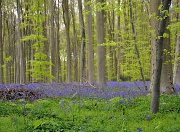 belgium/louvain-la-neuve/attraction/hallerbos