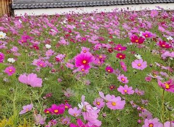 japan/nara/attraction/asuka