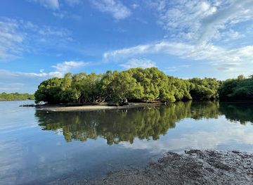india/puducherry/attraction/mangrove-boating-jungle-adventure