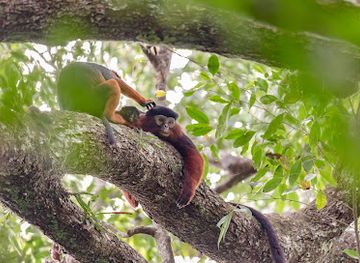 cote-d-ivoire/tai-national-park/attraction/ecotourisme-tai