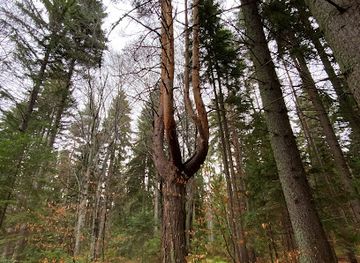 bulgaria/rila/attraction/forrest-trail-tracking