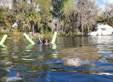 florida/crystal-river/attraction/waterfront-adventures-swimming-with-the-manatees