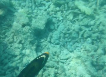 maldives/thulusdhoo/attraction/golicyn-reef