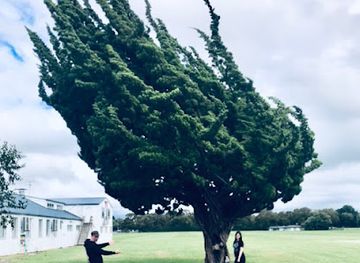 new-zealand/palmerston-north/attraction/sammy-s-lucky-tree