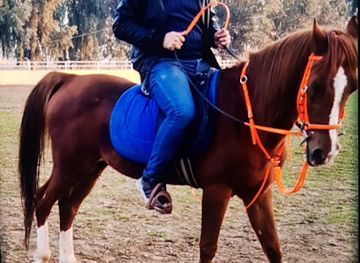 iraq/mosul/attraction/ahmad-samir-abydaga-aljaleeli