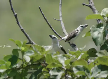 Tundavala (Birding hotspot)