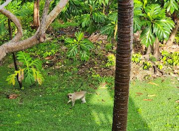 barbados/mullins/attraction/black-bess-wood