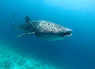 maldives/dhangethi-island/attraction/adh-dhidhdhoo-reef