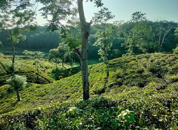 bangladesh/srimangal/attraction/mr-khan-tea-state