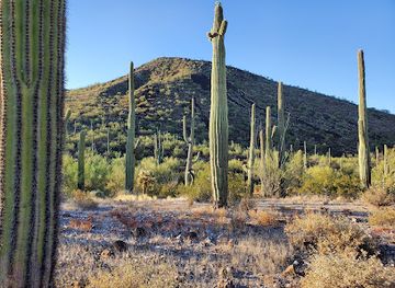 Sonoran Desert National Monument