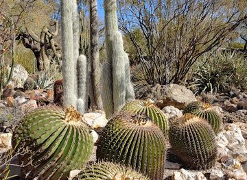arizona/tucson-mountain-park/attraction/tucson-botanical-gardens