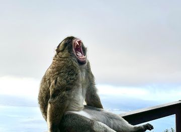 gibraltar/gorham-s-cave-complex/attraction/paradise-rock-tours