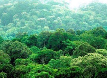 ethiopia/oromia-region/attraction/yayo-forest