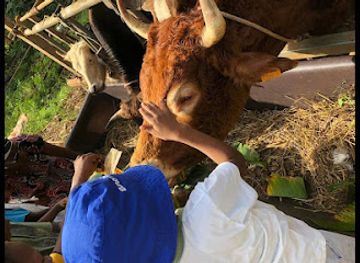 mayotte/acoua/attraction/maora-land