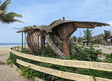 ecuador/ayampe-beach/attraction/humpback-whale-skeleton