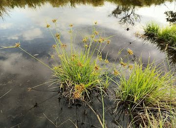 zambia/chipata/attraction/msoro-hot-spring