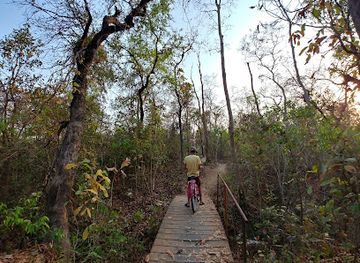 india/madhya-pradesh/attraction/jungle-forest-area