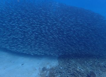 curacao/boca-pistol/attraction/playa-piskado-dive-spot
