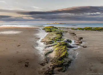 Coquet Island