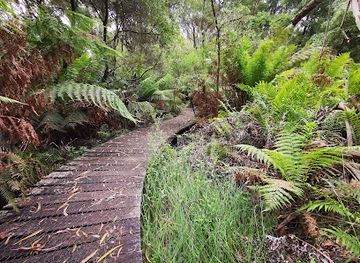 australia/mornington-peninsula/attraction/endeavour-fern-gully
