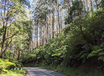 australia/yarra-valley/attraction/black-spur-drive