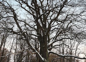 estonia/harju-county/attraction/tallinna-jamedaim-tamm