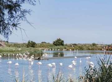 france/camargue/attraction/reserve-naturelle-nationale-de-camargue