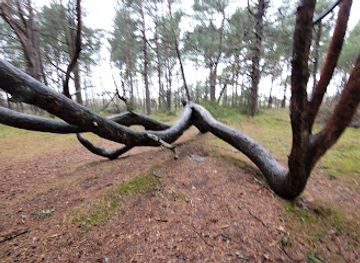lithuania/palanga-beach/attraction/laumes-pirstai