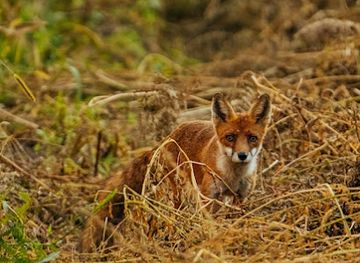 ethiopia/bale-mountains-national-park/attraction/galama-arsi-mountains-national-park