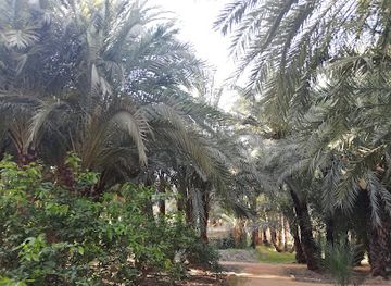 spain/murcia-region/attraction/palmeral-de-santiago-y-zaraiche